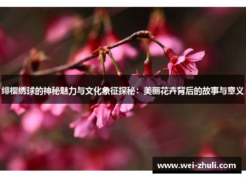 绯樱绣球的神秘魅力与文化象征探秘：美丽花卉背后的故事与意义